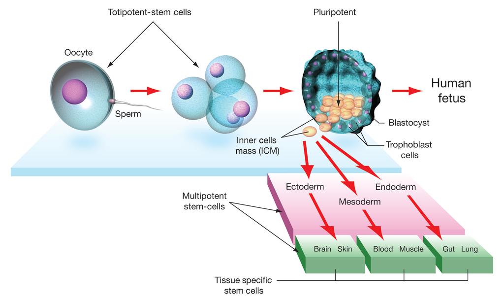 A NEUROSURGEON S GUIDE TO STEM CELLS FIGURE 2. The union of a sperm and an egg produces the first true stem cell.