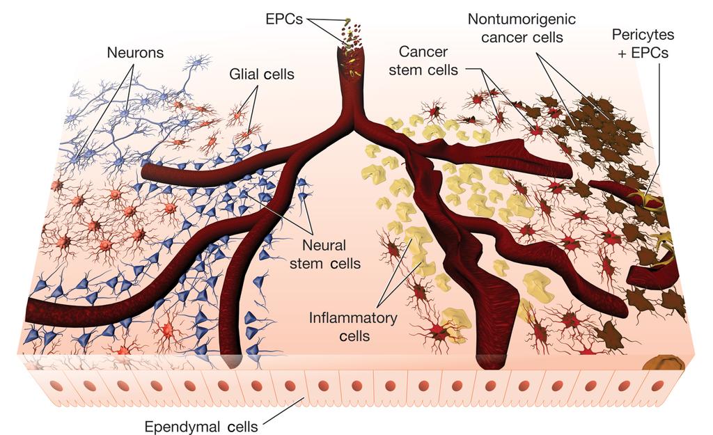 CHESHIER ET AL. responsible for the transformation of normal cells into cancers, our concept of the cellular biology of neoplasms has remained poorly illuminated.