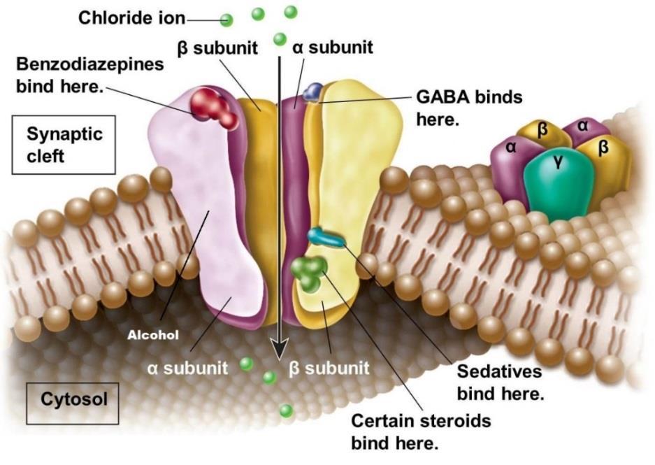 GABA/BzR chloride ion complex Major inhibitory neurotransmitter in the CNS Ionotropic receptor and ligand-gated ion channel Pentameric structure The α1 subtype receptor in ventral pallidum plays a