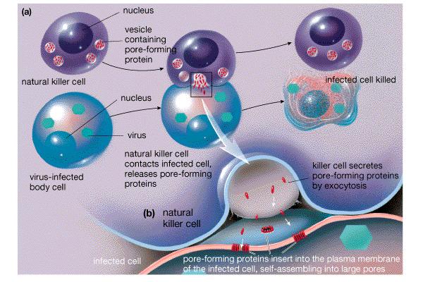 The Roles of Killer Cells Specific responses Immune System 1. Components of Immune system a.