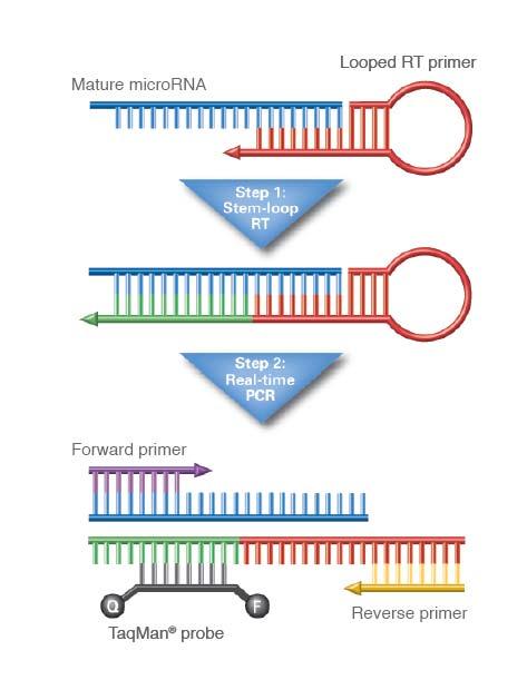 One approach* uses a target specific stem loop RT primer (specific to the mature mirna target) to