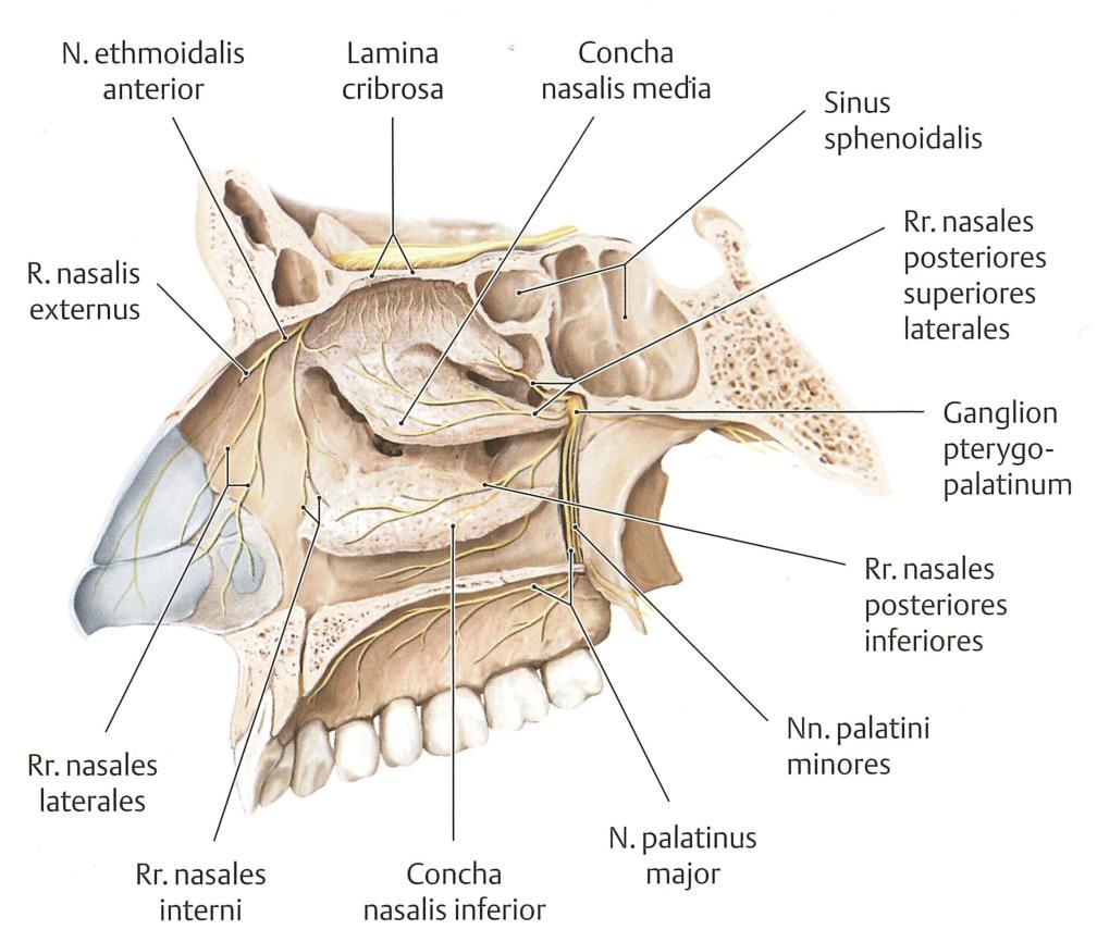 Anatomy Internal Nose Nasal
