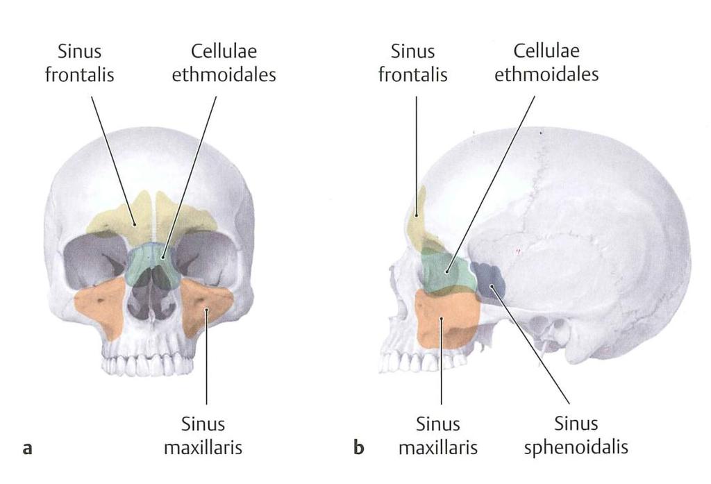 Anatomy Internal Nose Paranasal Sinuses Four paires of paranasal sinuses Frontal