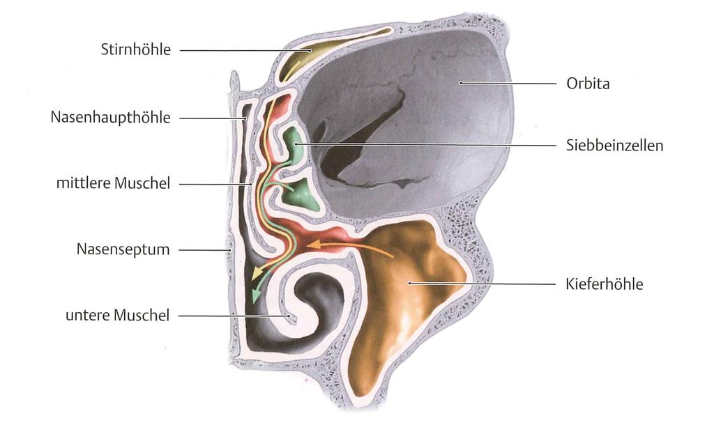 Anatomy Internal Nose Paranasal Sinuses: