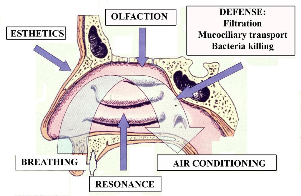 Physiology Nasal