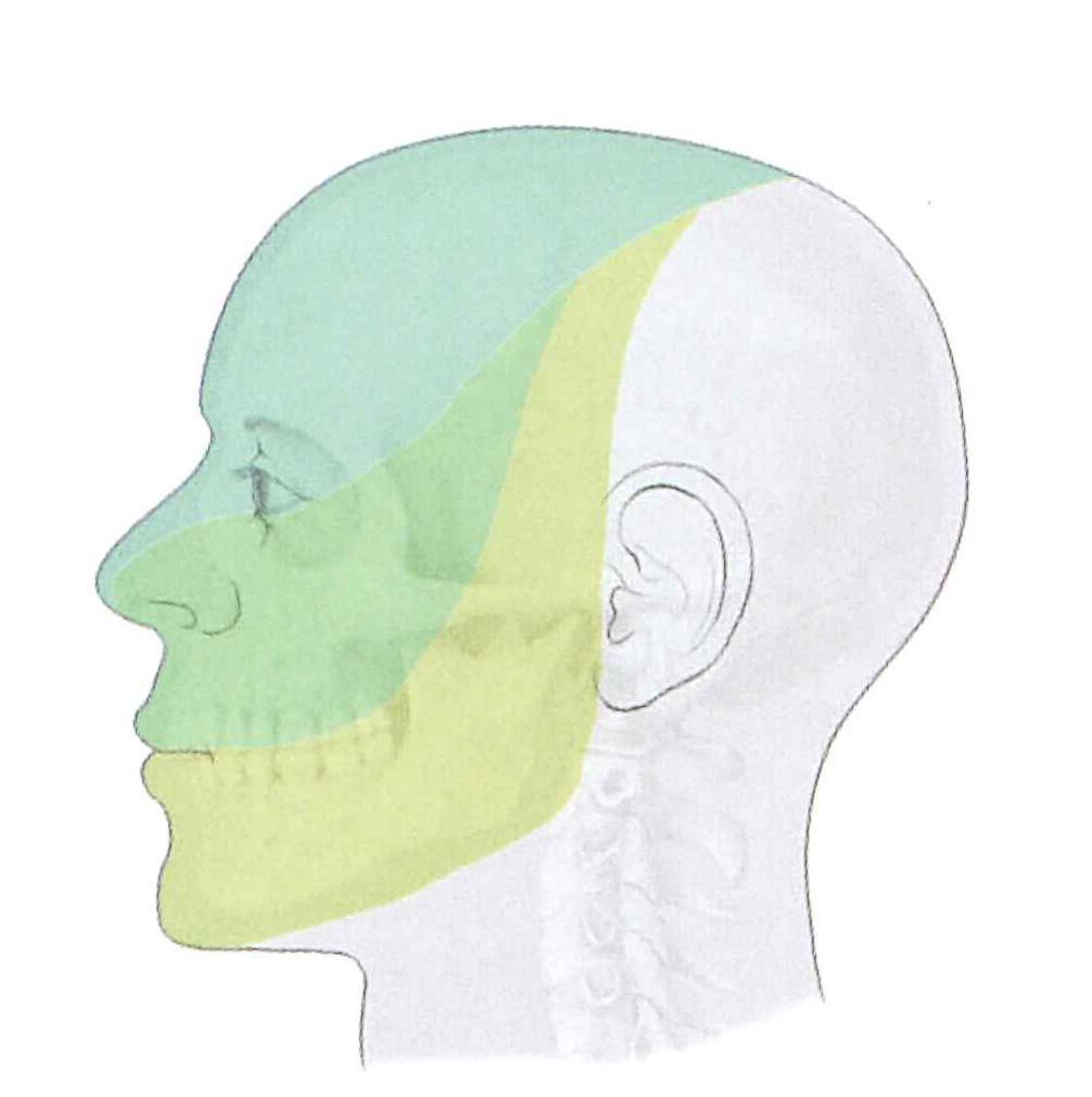 Anatomy External Nose Innervation