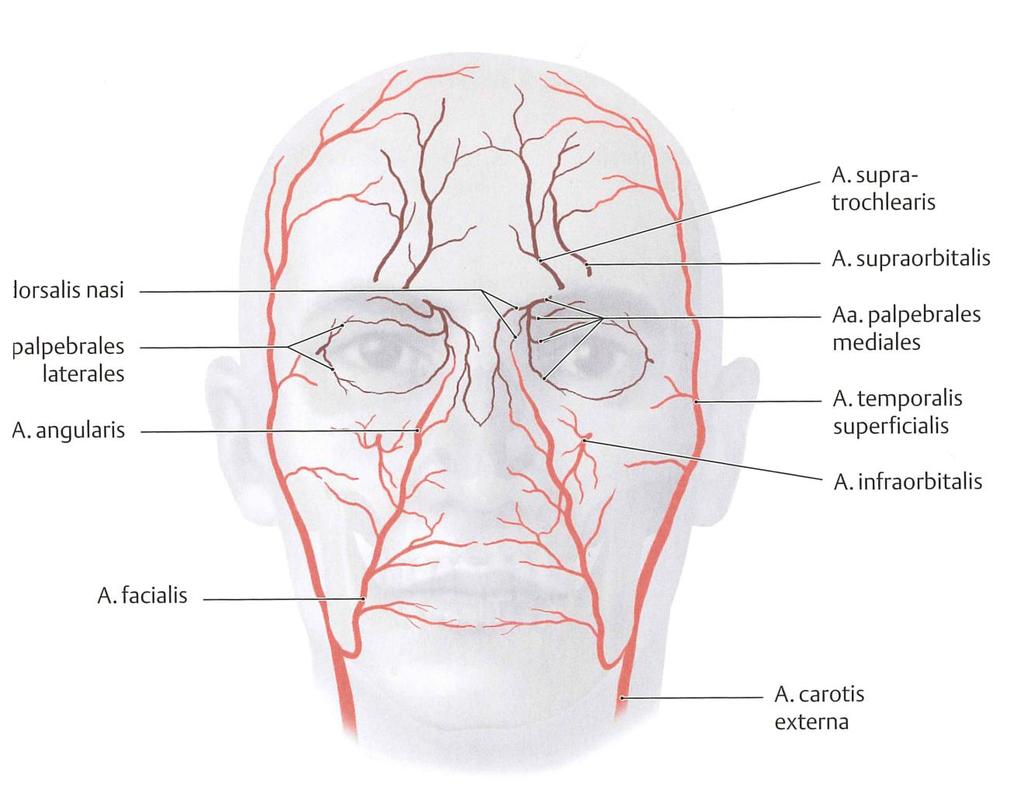 Anatomy External Nose Blood