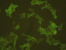 Immunofluorescence cell staining