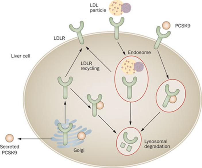 oligonucleolde leading to increased LDL- receptor aclvity
