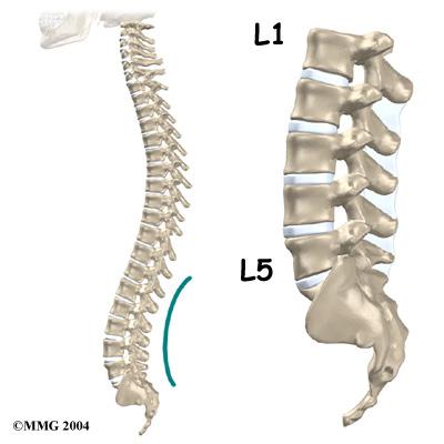 This guide will help you understand what surgeons hope to achieve what happens during surgery what to expect as you recover Anatomy What parts of the spine and low back are involved?