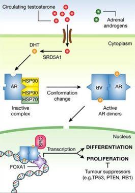 Androgen s Passes in to cell Converted to DHT Interacts with AR Chaperonins released Moves to nucleus Associates with cofactors Androgen response elements in the promoter region of genes