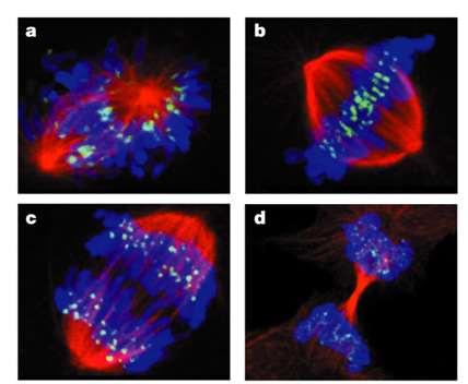 Taxanes stabilize microtubules leading to cell-cycle arrest in metaphase-anaphase