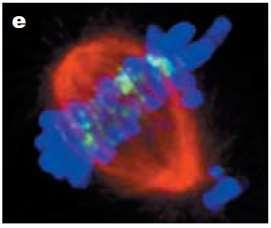 Telophase Taxanes Taxanes stabilize microtubules, inhibit disassembly and inhibit