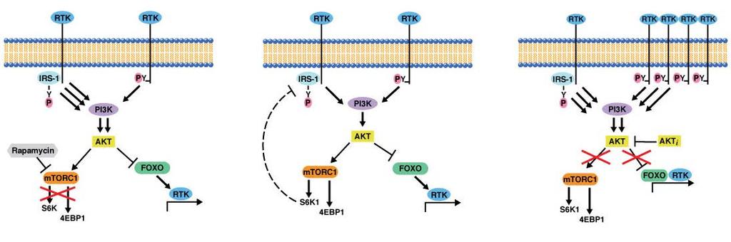 Feedback regulation of the PI3K pathway Rapamycin Untreated AKTi BT-474