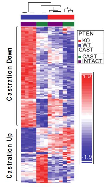 Pten loss is associated with a repressed AR gene signature prtk Array: Pten-/-:WT prostate