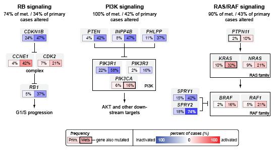 Activation of the PI3K pathway is enriched in castrate