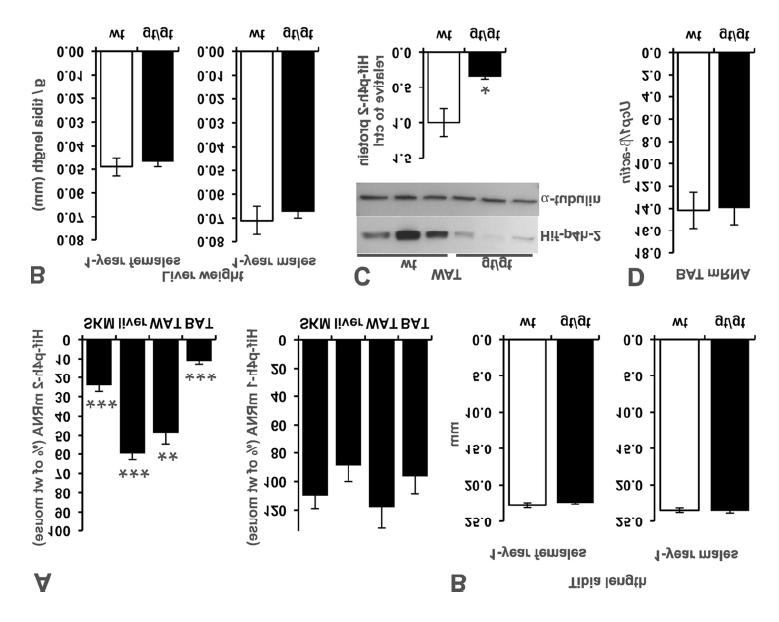 Supplementary Figure 1. Hif-p4h-2 mrna and protein levels, Hif-p4h-1 mrna levels, tibia lengths, liver weights and uncoupling protein 1 (Ucp1) mrna levels in the Hif-p4h-2 gt/gt and wild-type mice.