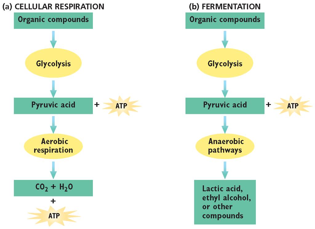 Fermentation Fermentation does not produce ATP, but it does regenerate