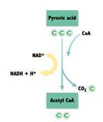 Pre-Krebs Cycle In the mitochondrial matrix, pyruvic acid produced in glycolysis reacts with coenzyme A to form acetyl CoA. Then, acetyl CoA enters the Krebs cycle.