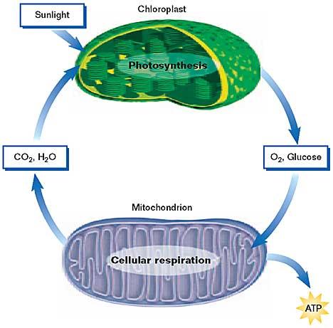 Harvesting Chemical Energy The products of cellular respiration are the reactants in