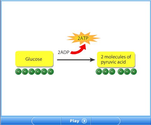 Glycolysis Cellular
