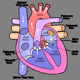 Cardiac Benefits of Parathyroidectomy Decrease in LVH Left Ventricular
