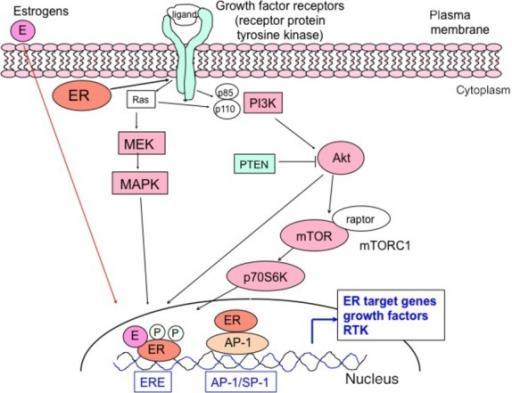 How Targeted Therapy Works Estrogen Receptors Molecular mechanisms regulating the hormone sensitivity of breast cancer P P AP- 1 Bottom Line: Approximately 70% of breast