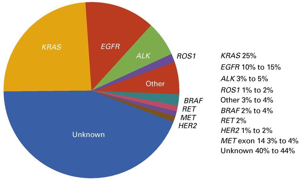 Driver Mutations in Adenocarcinoma of the Lung Frequency of driver mutations in adenocarcinoma of the lung ALK = anaplastic lymphoma receptor tyrosine kinase; BRAF = B-raf protein; EGFR = epidermal