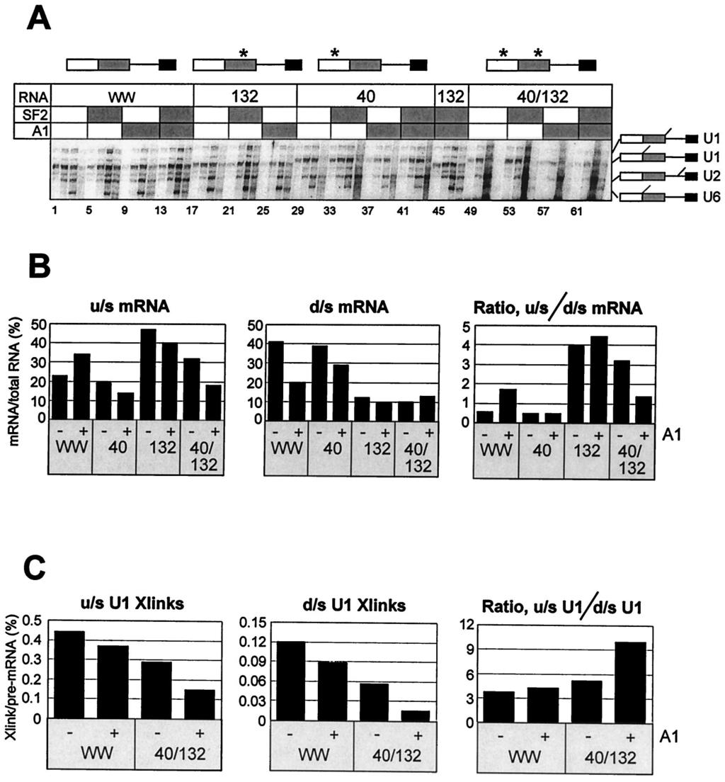 VOL. 20, 2000 SF2/ASF AND hnrnp A1 EFFECTS ON U1 snrnp BINDING 8313 Downloaded from http://mcb.asm.org/ FIG. 8. Effects of high-affinity binding sites for hnrnp A1 on splicing and U1 snrnp binding.