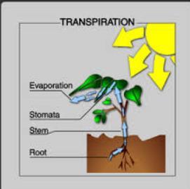 Unit 3: Biology 3 B3.1.3 Exchange Systems in Plants Transpiration is the loss of water vapour from the surface of plant leaves through the stomata.