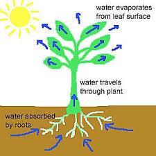 This constant moving of water through the xylem from the roots to the leaves is known as the transpiration stream. Water moves into the roots from the soil by osmosis.