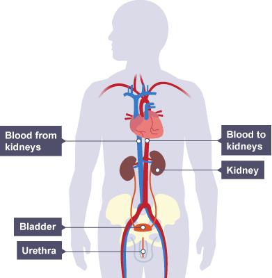 Key words: Water control the kidney Urea produced from the breakdown of amino acids toxic Urine mixture of water, excess ions and urea created in the kidney & stored in the bladder Selective