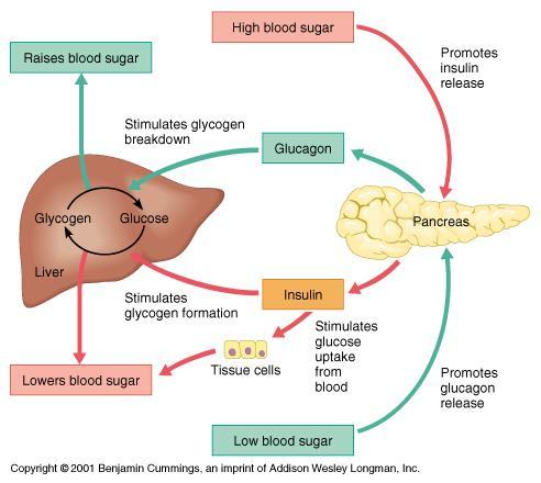 Blood glucose control Blood glucose concentration is controlled by the release of hormones from the pancreas Insulin Hormone released from the pancreas when blood glucose levels have increased.