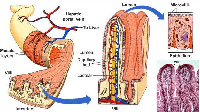 Unit 3: Biology 3 B3.1.1 Dissolved substances The villi in the small intestine provide a large surface area with an extensive network of blood capillaries.