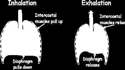 The breathing system takes air into and out of the body so that oxygen from the air can diffuse into the bloodstream and carbon