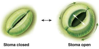 The flattened shape of the leaves increase the surface are for diffusion as the diffusion path is kept short.