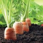 soil by making it more fertile.