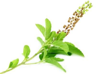 TULSI-THE QUEEN OF HERBS Benefits of Tulsi are backed by both modern and ancient research. It helps the body adapt to stress. Tulsi is known for its rich antioxidant and anti-carcinogenic properties.