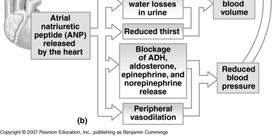Hormone (ADH) Angiotensin II Erythropoietin (EPO) Atrial natriuretic peptide (ANP) Cardiovascular Regulation Hormone Effects on CV Regulation