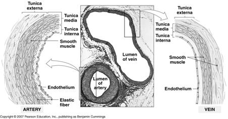 The Structure of Blood Vessels A Comparison of a Typical Artery and a Typical Vein Figure 13-1 The Structure of