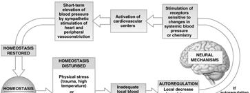 Cardiovascular Regulation Homeostasis of Tissue Perfusion Autoregulation Local control of pre-capillary sphincters CNS control Responds to blood pressure, blood gases Hormone control Short-term