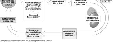 Cardiovascular Regulation Neural Control of Blood Flow and Pressure Baroreceptor reflexes Adjust cardiac output and peripheral resistance to maintain normal blood pressure Driven by baroreceptors