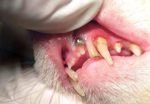Ferret Dental Disorders: Pictorial of Common Clinical Presentations C. Johnson-Delaney Stages of Periodontitis Fig 2.