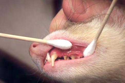 SPECIAL FEATURE Ferret Dental Cases Fig 6.