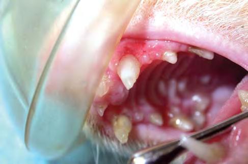 The tip of the canine tooth is blunted. Blunting or tip fractures of canine teeth is common in pet ferrets. Fig 7.