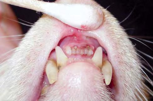 Ferret Dental Disorders: Pictorial of Common Clinical Presentations C. Johnson-Delaney a b Figs 10a,b.