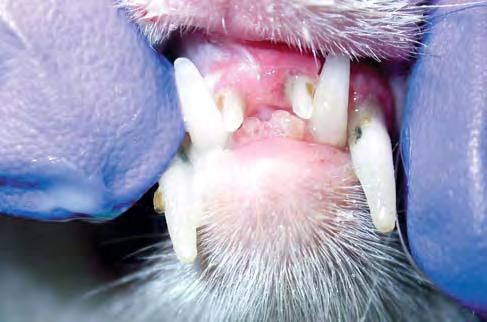 All incisors are loose, translucent and/or discolored. The right maxillary canine tooth has a broken tip.