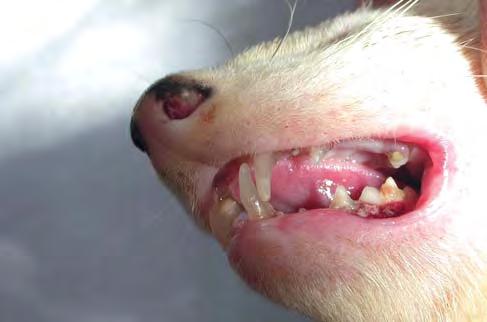 This ferret presented with loss of incisors.