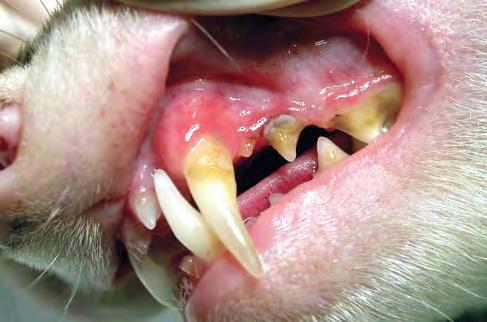 An awake ferret is missing maxillary teeth with grade 3-4 periodontitis of opposing mandibular teeth.