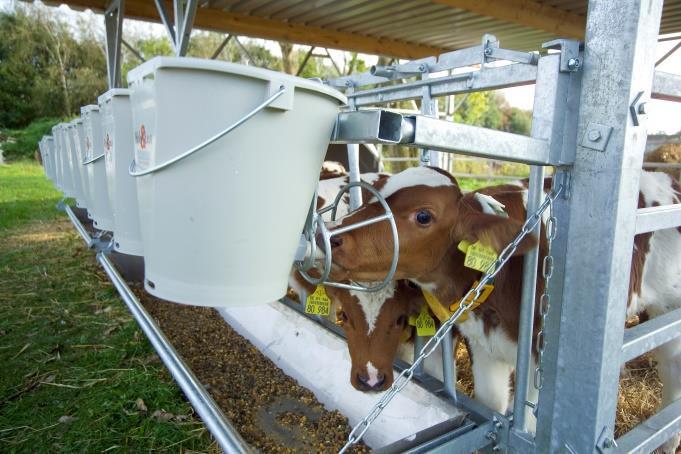 Calf feeding, Milk in general Drinking temperature < 38 C 40-42 C > 42 C > < 100 F 104-108 F 108 F Use of a feeding plan yes, individual yes, equal for all for each calf animals Amount of milk per
